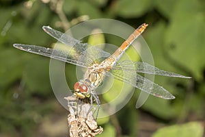 Brown dragonfly