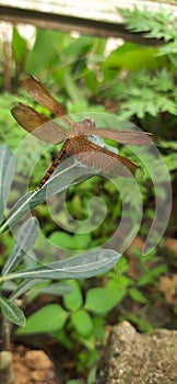 a brown dragonfly of the neurothemis type that perches