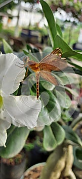 a brown dragonfly of the neurothemis type that perches