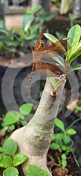 a brown dragonfly of the neurothemis type that perches