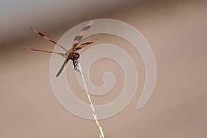 Brown dragonfly on a reed