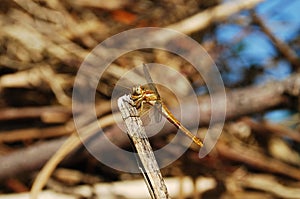 Brown Dragonfly on Twig