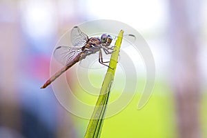 Brown Dragonfly On An Unopened Palm Frond