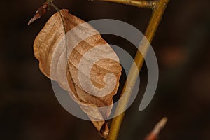 Brown dried beech leaf on the branch in the forest