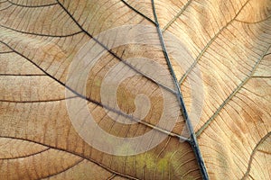 Brown dried leaf. Texture of teak leaf show detail of leaf in background, selective focus