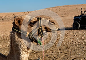 brown dromedary camel in Agafay Desert, Morocco