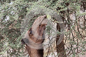 Brown dromedary Camelus dromedarius eating thorny acacia branches