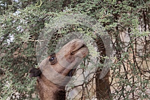 Brown dromedary Camelus dromedarius eating thorny acacia branches