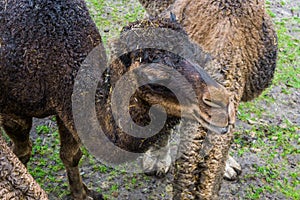 Brown dromedary with its face in closeup, arabian camel from the African desert