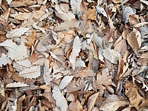 brown dry fallen leaves on ground in autumn