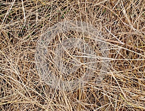 Brown dry grass on ground