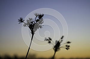 Brown dry grass in the meadow. Backround