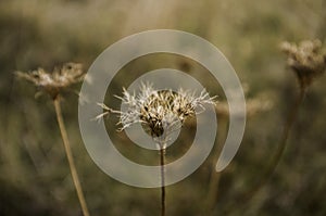 Brown dry grass in the meadow. Backround