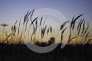 Brown dry grass in the meadow. Backround