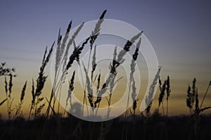 Brown dry grass in the meadow. Backround