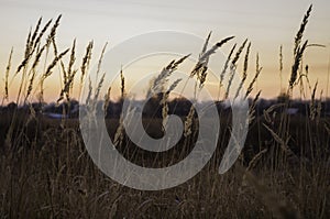 Brown dry grass in the meadow. Backround