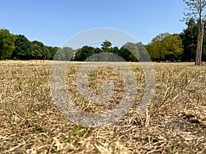 Brown dry grass on a meadow in Berlin public park Hasenheide during a hot summer day