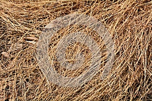 Brown dry grass texture.