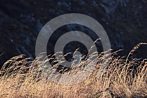 Brown dry Grasses drifting in wind.