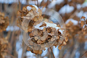 Brown dry hydrangea inflorescences