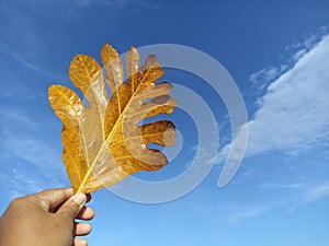 Brown dry leaf of breadfruit in hand on blue sky background. Person holding or showing autumn leaf color.