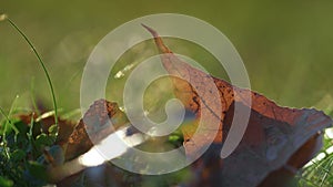 Brown dry leaf lying grass on sunlight closeup. Leaves fallen ground autumn time