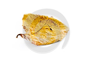 Brown dry leaf on a white background with shadow