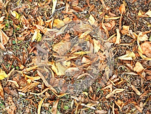 Brown dry leaves