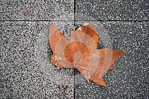 Brown dry leaves on cement floor. Stone Background