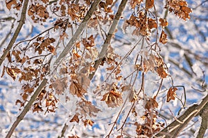 Brown dry leaves covered with snow, winter is comming