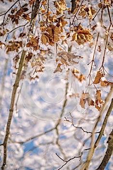 Brown dry leaves covered with snow, winter is comming