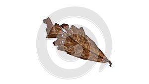 Brown dry leaves isolated on a white background. Fallen wilted tree leaves.