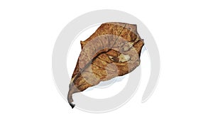 Brown dry leaves isolated on a white background. Fallen wilted tree leaves.