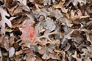 Brown dry leaves and one single dry red leaf
