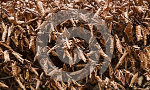 Brown dry leaves twisted into the shape of a cocoon sprinkled