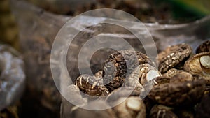 Brown and dry mushrooms in a plastic bag for sale