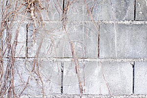 Brown dry roots vines covered old block cement wall background