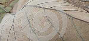 Brown dry teak leaf texture