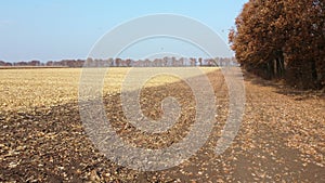 Brown dry tree leaves fall on yellow field after harvest on a sunny autumn day