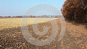 Brown dry tree leaves fall on yellow field after harvest on a sunny autumn day