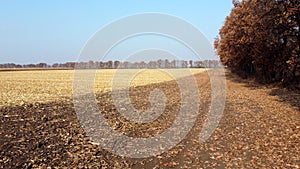 Brown dry tree leaves fall on yellow field after harvest on a sunny autumn day