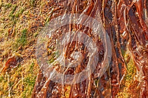 Brown drying Serrated Wrack seaweed on a mossy rock