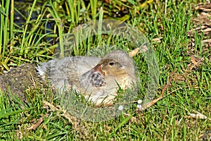 A brown duck