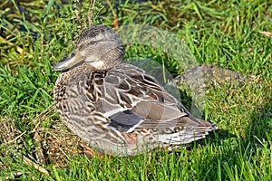 A brown duck