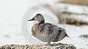 Brown Duck Close up, lake Sasyk-Sivash. Evpatoria, Crimea.