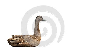 Brown Duck Lie Down Isolated on White Background, Clipping Path