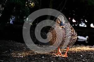 Brown duck with light entries and dark background