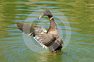 Brown duck in the pond, Spain