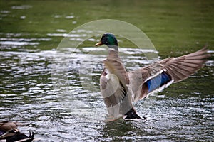 Brown duck with purple highlights on its wings spreading its wings as it starts to take off from the surface of the lake