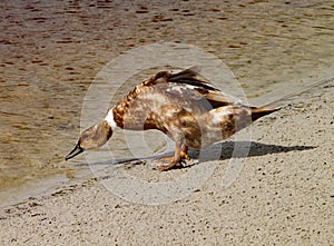 Brown duck searches for for food by the waters edge